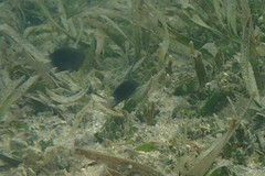 Pomacentrus tripunctatus