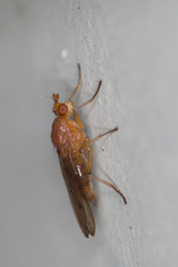 Dryomyza