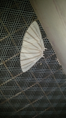 Urapteroides astheniata