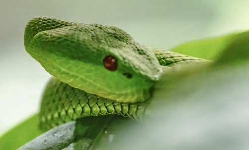 Tenasserim Green Pitviper