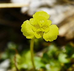 Chrysosplenium serreanum