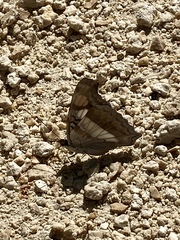Apaturinae