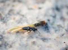 Tachinus subterraneus