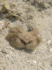 Pilumnus