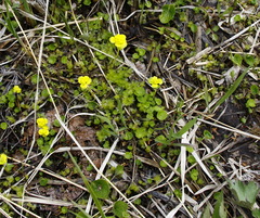 Chrysosplenium serreanum