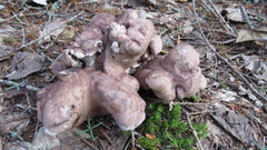 Sarcodon stereosarcinon