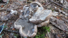 Sarcodon stereosarcinon