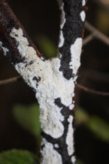 Cylindrobasidium laeve