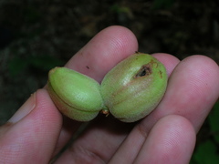 Ampelomyia vitispomum