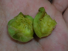 Ampelomyia vitispomum