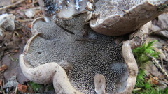 Sarcodon stereosarcinon