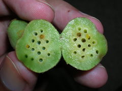 Ampelomyia vitispomum