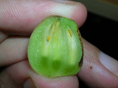 Ampelomyia vitispomum