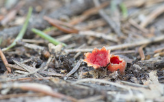 Microstoma protractum