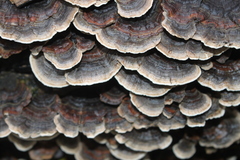 Trametes versicolor