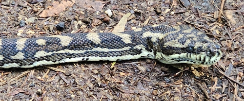 Coastal Carpet Python sighting