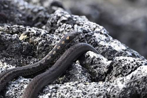 Fernandina Racer