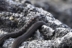 Fernandina Racer