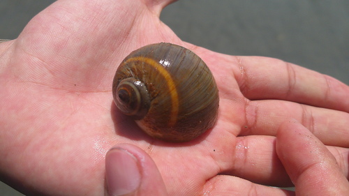 Natica unifasciata, 2025-08-22