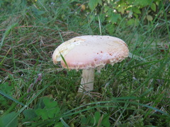 Amanita wellsii