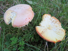 Amanita wellsii