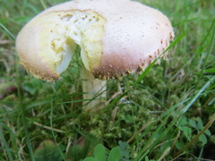 Amanita wellsii