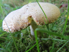 Amanita wellsii