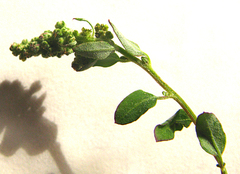 Atriplex vestita