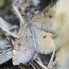 Epirranthis diversata
