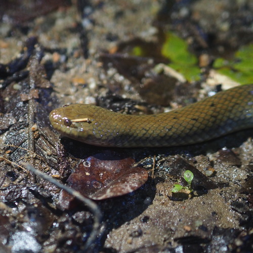 Photo of a Boie's Mud Snake (Hypsiscopus plumbea)