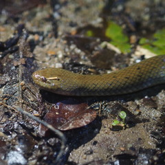 Hypsiscopus plumbea
