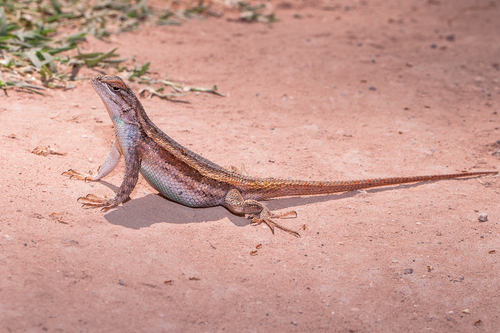 Plateau Fence Lizard