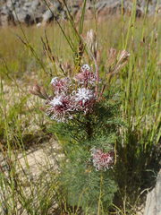 Serruria pedunculata