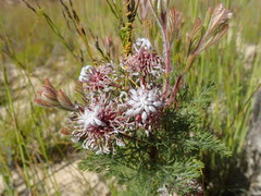 Serruria pedunculata