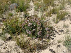 Serruria pedunculata