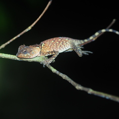 Acanthosaura meridiona