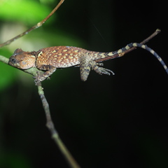 Acanthosaura meridiona