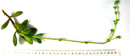 Crassula cultrata