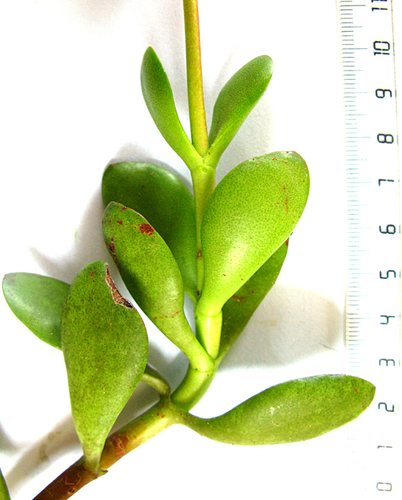 Crassula cultrata