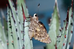Agathymus alliae paiute