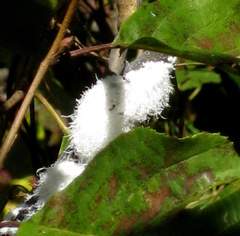 Macremphytus testaceus