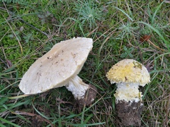 Floccularia luteovirens