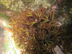 Melanthalia abscissa