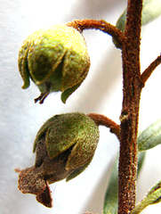 Diospyros austro-africana