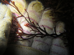Melanthalia abscissa