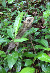 Acanthosaura cardamomensis