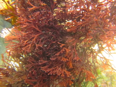 Melanthalia abscissa