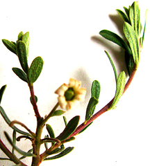 Diospyros austro-africana