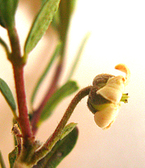 Diospyros austro-africana