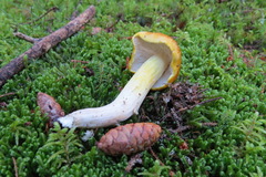 Tricholoma subluteum